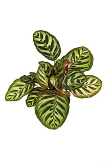 Tropical Calathea Makoyana Prayer Plant, a house plant with beautiful exotic pattern isolated on