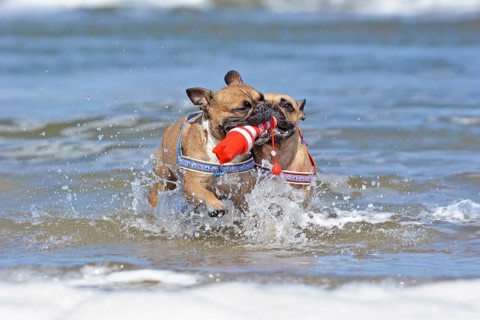 Two French Bulldog dogs on vacations playing fetch with a maritime dog toy among waves in the ocean