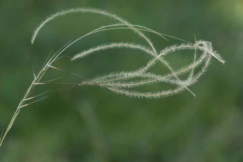 True feather grass (Stipa pennata), filigree, fine, thin, grass, grasses, Grainberg-Kalbenstein,
