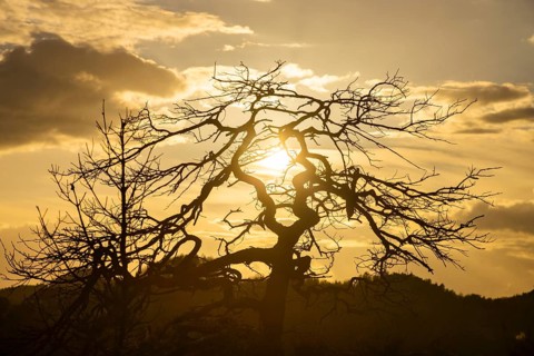 The Leopoldsnase viewpoint is a lookout point near Rathen. Dead pine in the evening light. The