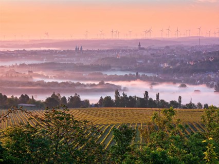 View at sunrise over vineyard and morning fog on Naumburg with cathedral and Wenceslas church,
