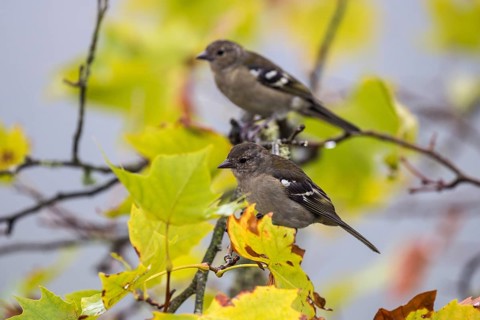 Two Madeira (Fringilla coelebs maderensis) chaffinches, sitting on a branch, Madeira, Portugal,
