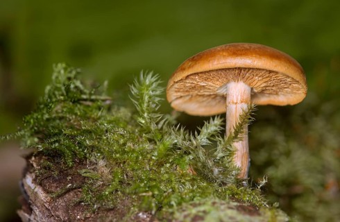 Decorated girdlefoot (Cortinarius armillatus), Valais, Switzerland, Europe