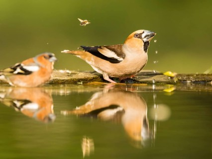 Hawfinch (Coccothraustes coccothraustes), drinking in shallow water, a honeybee flies by, Kiskunság