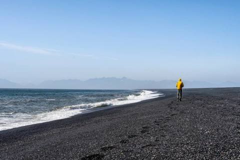 Tourist walking on a long black sand beach, Reynisfjara Beach, South Iceland, Iceland, Europe