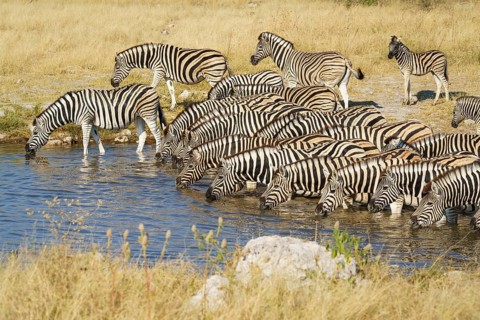 Burchells zebra (Equus quagga burchellii) herd standing in waterhole. Etosha National Park,