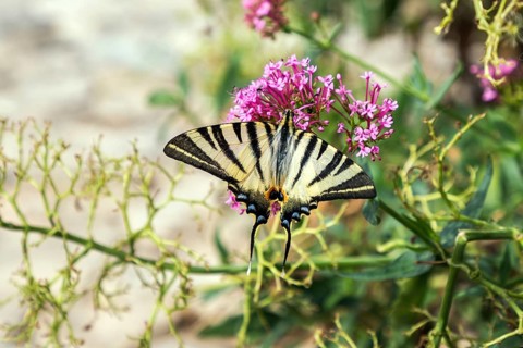 Scarce swallowtail (Iphiclides podalirius), Provence, France, Europe