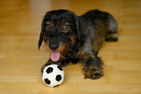 Domestic dog (Canis lupus familiaris) puppy, male, one year old, playing with small football on