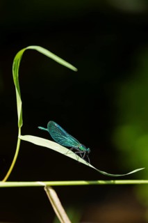 Dragonfly on blade of grass, beautiful demoiselle (Calopteryx virgo), Garstedt, Lower Saxony,