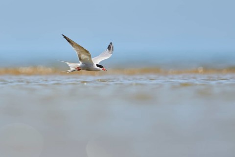 Elegant tern (Thalasseus elegans) flying in the sky above the sea, hunting, ebro delta, Catalonia,