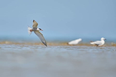 Elegant tern (Thalasseus elegans) flying in the sky above the sea, hunting, ebro delta, Catalonia,