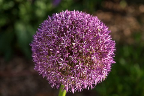 Ornamental garlic flower (Allium), Bavaria, Germany, Europe