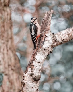 Great spotted woodpecker (Dendrocopos major), left hanging from a thick light branch, looking to
