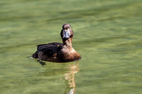 Tufted Duck (Aythya fuligula), female, Hintersee, Ramsau, Berchtesgadener Land, Bavaria, Germany,