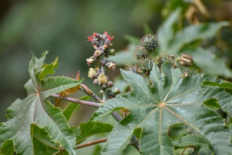 Castor oil plant (Ricinus communis), a spurge from which castor oil is extracted, with flowers and