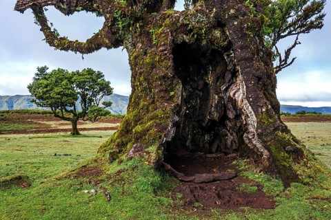 Hollowed trunk of an old laurel tree, old laurel forest (Laurisilva), stinkwood (Ocotea foetens),