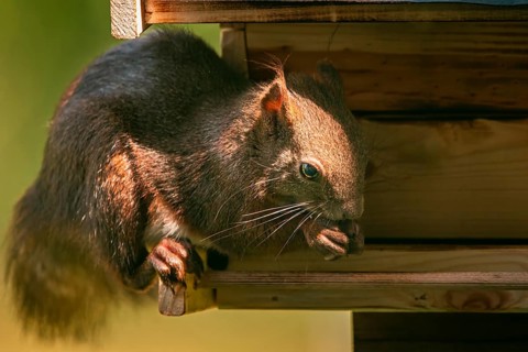 Eurasian red squirrel (Sciurus vulgaris), in a bird house, feeding, Ternitz, Lower Austria,