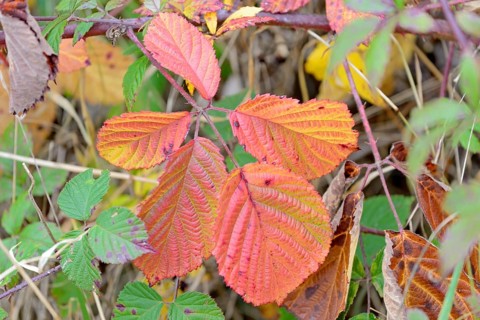Blackberry (Rubus sect. Rubus), leaves with autumn colouring, Moselle, Rhineland-Palatinate,