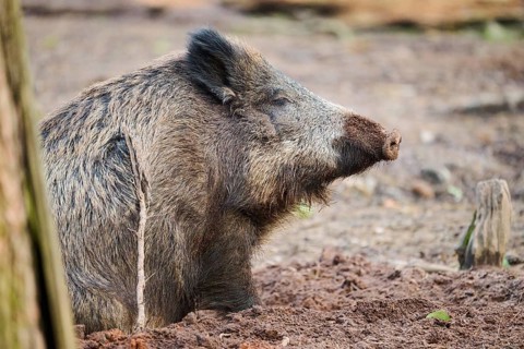 Wild boar (Sus scrofa) in a forest, portrait, Bavaria, Germany Europe
