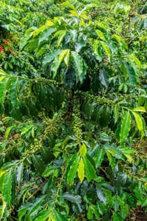 Coffee bushes and beans, Coffee farm Hacienda Venecia, Zona Cafetera, Colombia, South America