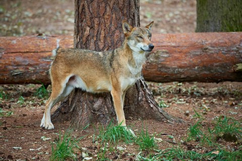 European gray wolf (Canis lupus), scratching on tree in forest, Germany, Europe