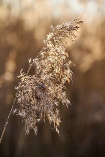 Common reed (Phragmites australis) seeds, detail, Upper Palatinate, Bavaria, Germany, Europe