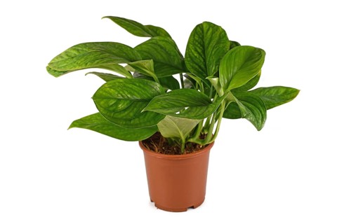 Exotic 'Monstera Pinnatipartita' houseplant with young leaves without fenestration isolated on