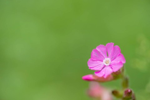 Close-up, Red campion (Silene dioica), Deister, Calenberger Bergland, Schaumburg, Hameln-Pyrmont,