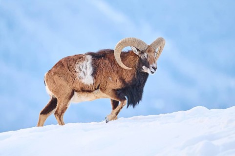 European mouflon (Ovis aries musimon) ram on a snowy meadow in the mountains in tirol, Kitzbühel,