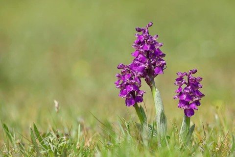 Green-winged orchid (Anacamptis morio), flowers in a nature reserve, Hesse, Germany, Europe