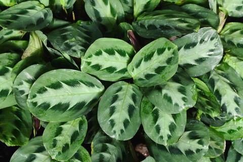 Top view of tropical 'Maranta Cristata Bicolor' house plants with leaves with unique dark and light