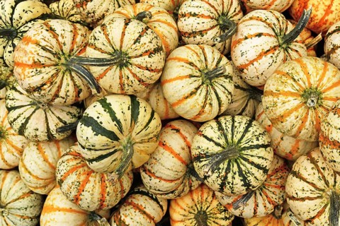 Many Carnival squashes with yellow and green stripes