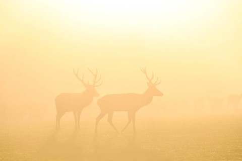 Red deer (Cervus elaphus) in the rut, male, captive, morning mood, Rhodes, Département Moselle,