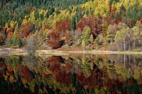 Trees reflected in the Sankenbachsee, Karsee, autumn, near Baiersbronn, Freudenstadt district,