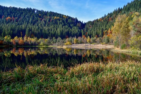 Trees reflected in the Sankenbachsee, Karsee, autumn, near Baiersbronn, Freudenstadt district,