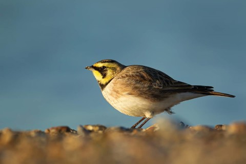Shorelark or Horned lark (Eremophila alpestris) adult bird on a beach, Suffolk, England United
