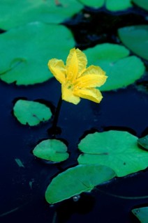 Fringed Water-lily (Nymphoides peltata), Germany, Europe