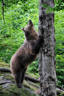 European brown bear (Ursus arctos) preparing to climb a tree in the forest, sharpening its claws on