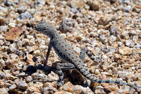 Zebra-tailed lizard, Zebra-tailed iguana, Zebra-tailed lizards, Zebra-tailed iguanas, Other