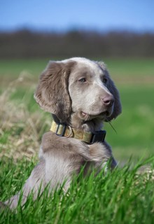 Domestic dog (Canis lupus familiaris), long-haired puppy in the field, Germany, Europe