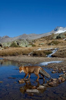Red fox, red foxes (Vulpes vulpes), Fox, Foxes, Canines, Predators, Mammals, Animals, Red fox