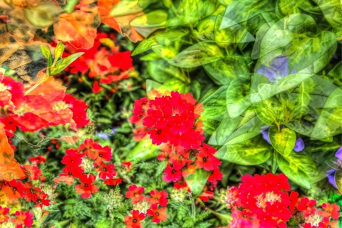 Oilpainting-like shot, various bright flowers, red and purple flowers creative, Flaming Catchfly