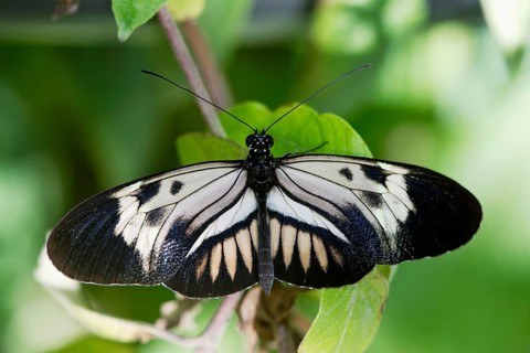 Postman butterfly (Heliconius melpomene), Passion flower butterfly, releasable