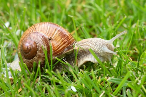 Burgundy snail (Helix pomatia), Rhineland-Palatinate, Germany, Europe