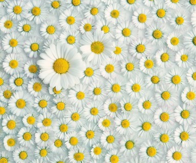 Marguerite and , Common daisy, Thousand