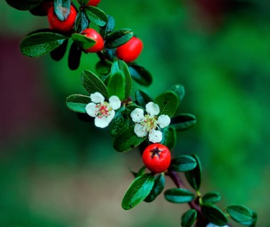 Rock-Cotoneaster (Cotoneaster)