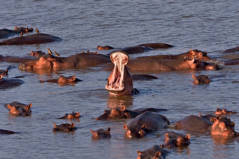Hippos (Hippopotamus amphibius) in the Luangwa River, South Luangwa National Park, Zambia, Africa