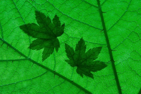 Maple leaves Olympic National Park ( Acer spec.) , Shadow, Washington, USA, North America