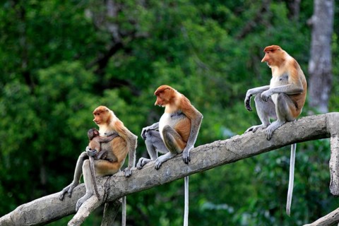 Proboscis monkeys (Nasalis larvatus), female and young, Labuk Bay, Sabah, Borneo, slender monkeys,