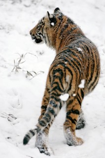 Sumatran tiger (Panthera tigris sumatrae), young
